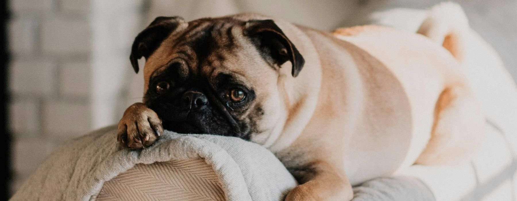 a dog lying on a couch